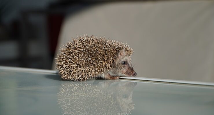 a small hedge sitting on top of a glass table