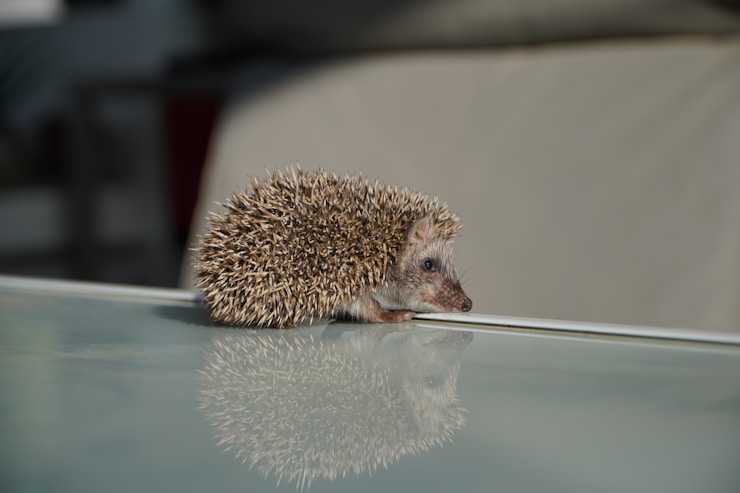 a small hedge sitting on top of a glass table